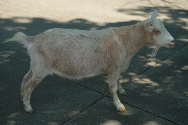 Milwaukee County Zoo’s Groundhog Day question: No rhino forecast as goats resume shadow tradition